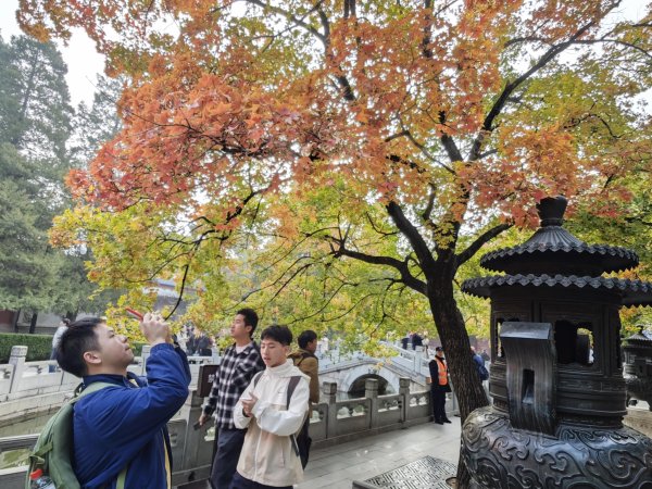 上阳网 香山红叶进入最佳观赏期